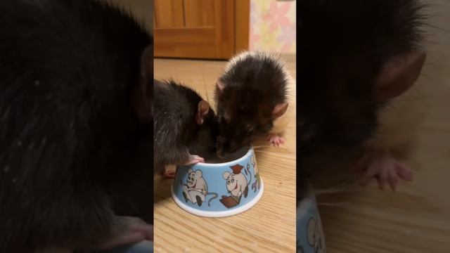 Два братца крыса пьют молоко. #rat #animal #животные #крысы смотреть онлайн
