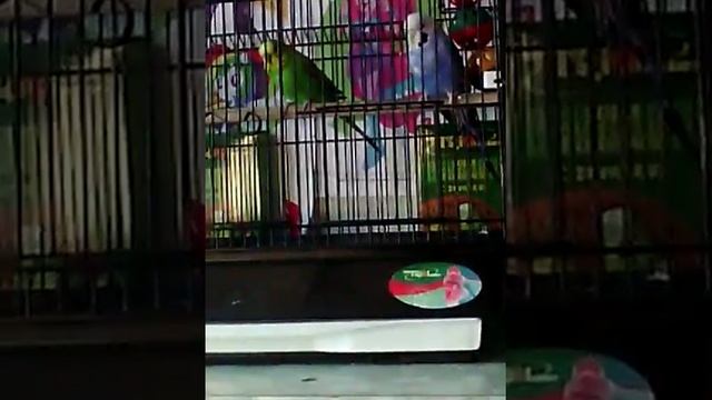 Ну они у же у меня по чучуть прывыкают смотреть онлайн