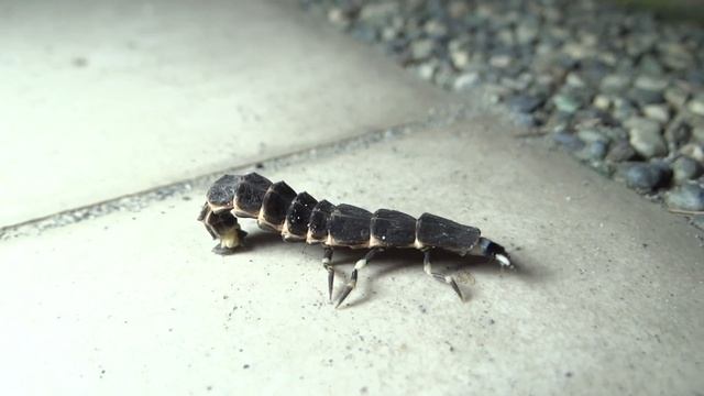 台灣窗螢 (Pyrocoelia analis) 幼蟲。從裝死狀態中恢復行進。 смотреть онлайн