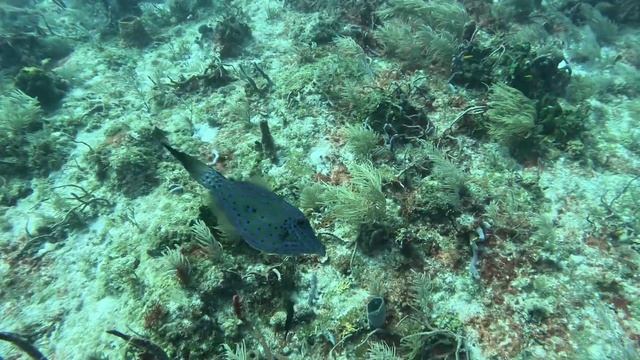 Scrawled Filefish смотреть онлайн