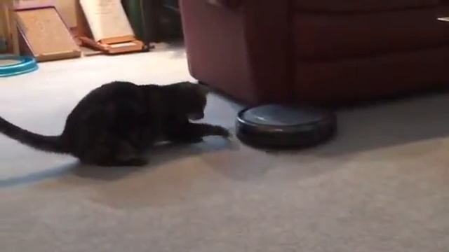 Revenge 1 - cat vrs robot vacuum смотреть онлайн