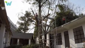 Ремонтируем заброшенный дом и сад, чтобы они стали еще красивее и замечательнее.