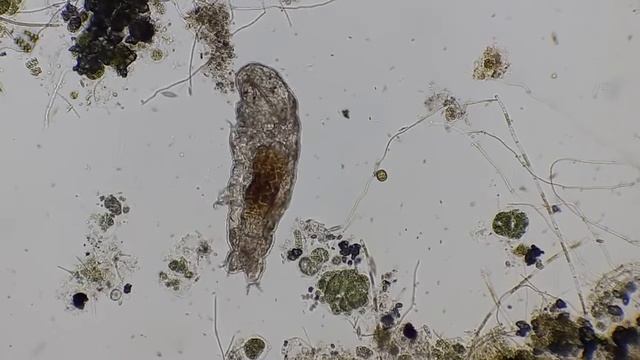 Tardigrades смотреть онлайн