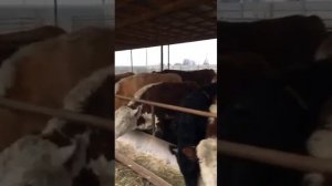 откорм бычков, базное кормлени, какой откорм лучше?