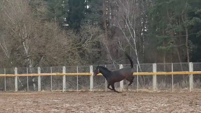 Гравёр левадка смотреть онлайн