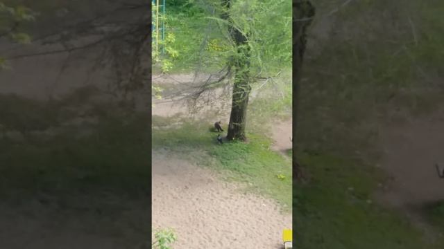 Невозмутимая кошка и дотошная сорока смотреть онлайн