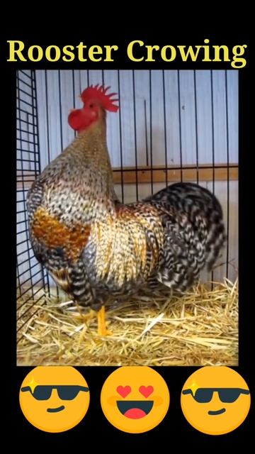 Rooster Crowing Sound 🔊🐓#shorts #rooster #roostersound смотреть онлайн