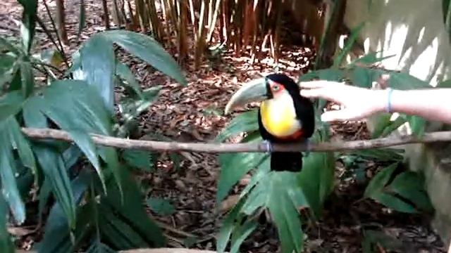 brazil_tucan_patience.mpg смотреть онлайн