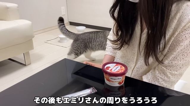 初めて美女が遊びに来たら雄猫がとんでもないことになりました笑 смотреть онлайн