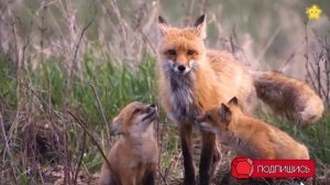 Зоопарк для самых маленьких - 2 Развивающие мультики про животных для детей