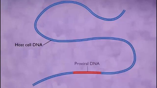 Replication Cycle Of A Retrovirus