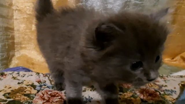 Сима. смотреть онлайн
