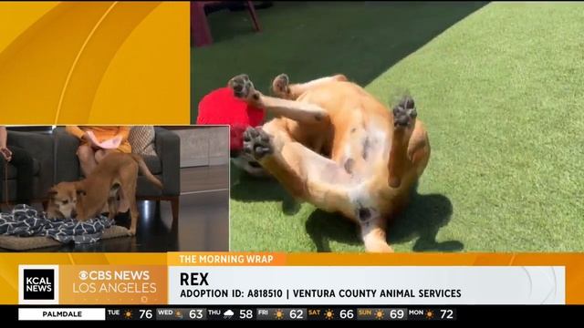 Pet of the Week: Rex, a 10-year-old lab, pit bull mix смотреть онлайн