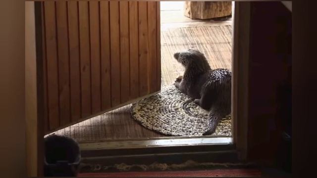 Каждое утро мужчина идет к пруду, чтобы увидеть друга, который ждет его в любую погоду. смотреть онлайн