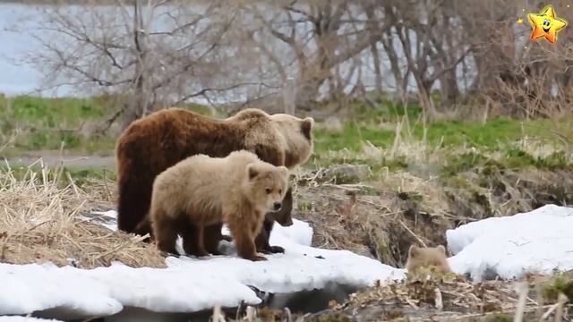Детёныши животных и их звуки - Учим животных | Карточки Домана | Развивающие мультики смотреть онлайн
