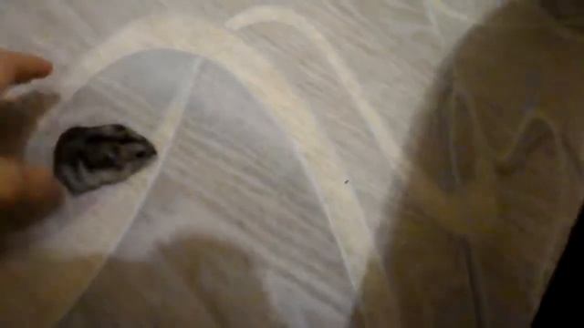 как живут мои хомяки смотреть онлайн