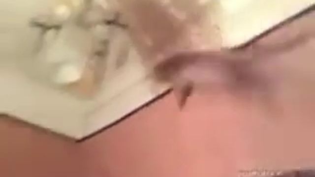 Гравитация? Нет, не слышал... (Бах "Шутка") смотреть онлайн