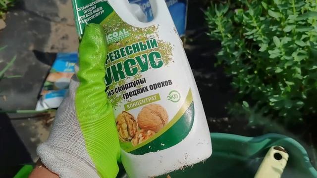 Бабушка учила делать так и лук вырастет с осиной и углем без болезней и вредителей смотреть онлайн