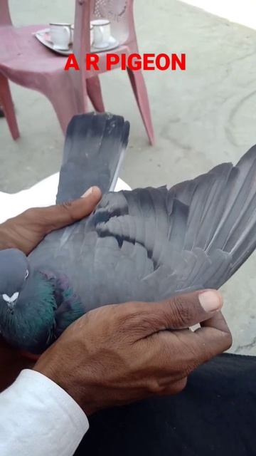 HIGH FLYERS PIGEON.🕊️🤩😍😲 смотреть онлайн