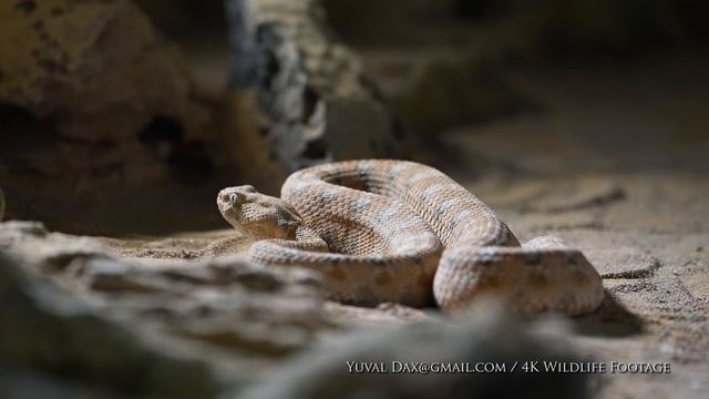 Palestine saw-scaled viper / אפעה מגוון / Echis coloratus смотреть онлайн