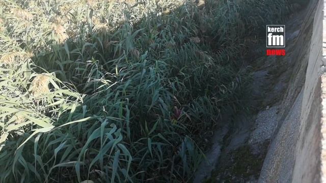 Помойка на рынке в Керчи смотреть онлайн