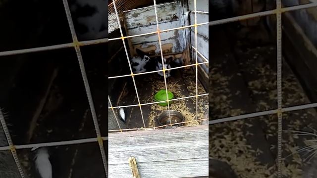 пёс кот и кролик смотреть онлайн
