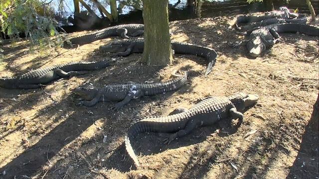 Alligator Swamp and Spoonbills 09-07-2018 21:12:44 - 22:12:45 смотреть онлайн