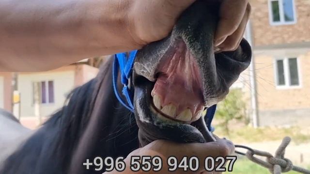 сатылды ТАЙ 👍чекит кашка смотреть онлайн