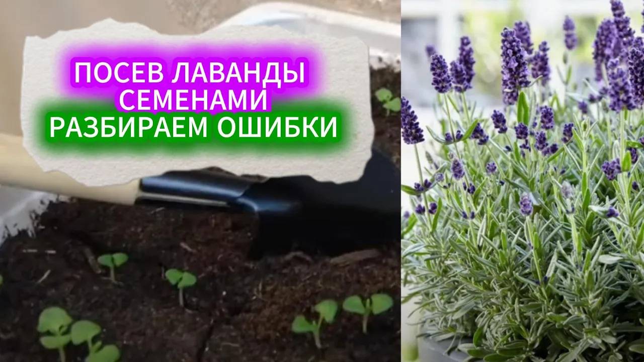 ПОСЕВ ЛАВАНДЫ СЕМЕНАМИ - РАЗБИРАЕМ ОШИБКИ. ЛАВАНДА ВЗОЙДЕТ КОВРОМ ЕСЛИ ПОСЕЯТЬ ТАК. смотреть онлайн