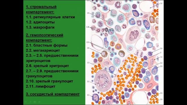 Красный костный мозг. Компартменты и клетки смотреть онлайн