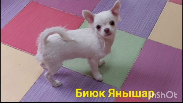 ВРЕМЕННОЕ СНИЖЕНИЕ ЦЕН, У НАС ВСЕ ХОРОШО, ДАЖЕ ЛУЧШЕ питомник Кастропуло Крым смотреть онлайн