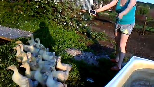 Самые смешные гуси смотреть онлайн