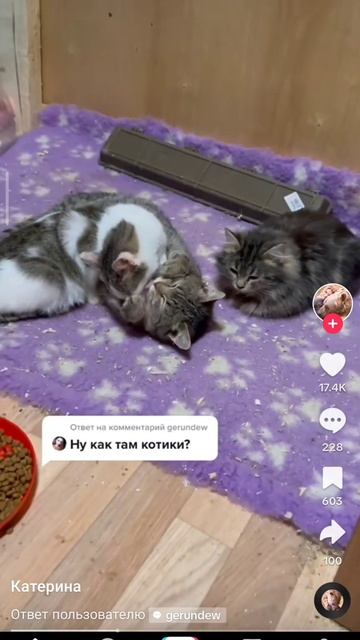 ВЫБИРАЕМ КОТА ИЛИ СОБАКУ? #приколы #юмор #сказка #прикол #коты #кошки смотреть онлайн
