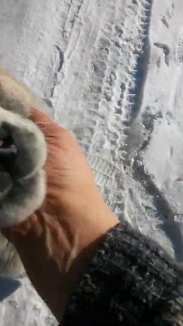 Милый щенок алабая бегает за мной по пятам первого марта смотреть онлайн