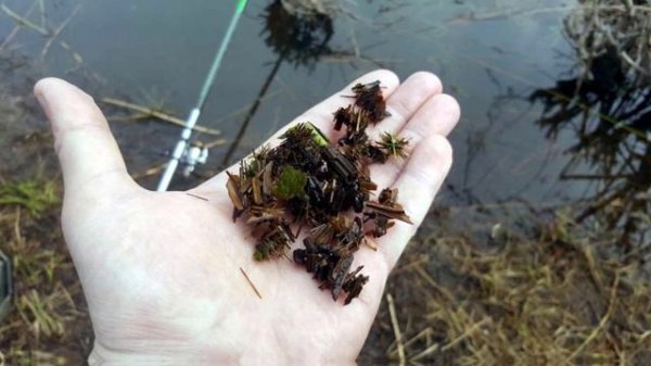 Бесплатная рыболовная наживка которая может заменить мотыля, опарыша, червя.