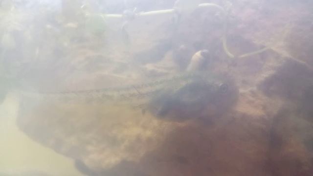 Tadpole & crustacean eating a backswimmer, side view смотреть онлайн