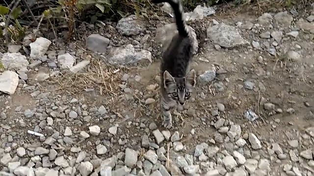 Кисюха-писюха 1 смотреть онлайн