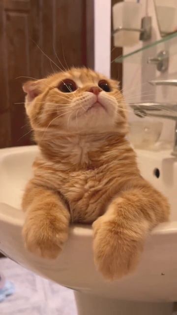 Кот любит купаться смотреть онлайн