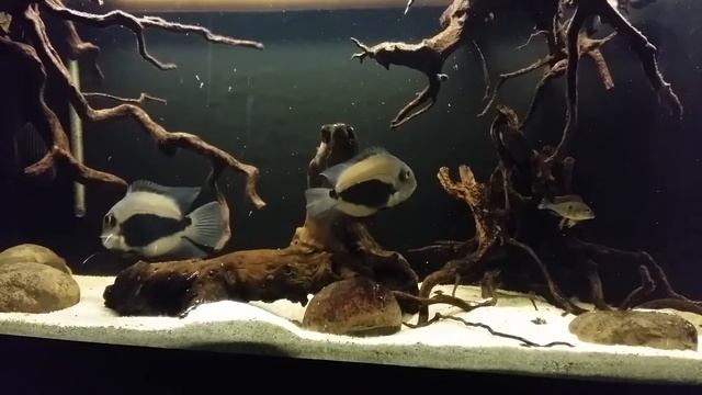 Uaru Amphiacanthoides and Geophagus Tapajos смотреть онлайн