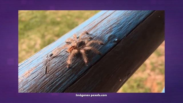 Correo De Los Magos - Capítulo 7