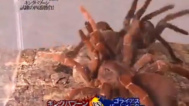 tarantula fight. king baboon vs Goliath bird-eater смотреть онлайн