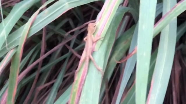 Bắt đầu Series kỳ nhông con nè смотреть онлайн