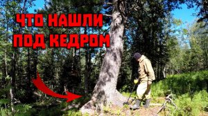 Перевал Дятлова. Что нашли под кедром