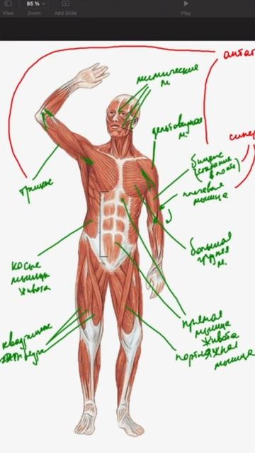 Признак ВСЕХ мимических мышц смотреть онлайн