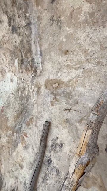 Живет в пещерах Крыма #ящерка #крым #горы #пещерыискалы #монастырь #красота смотреть онлайн