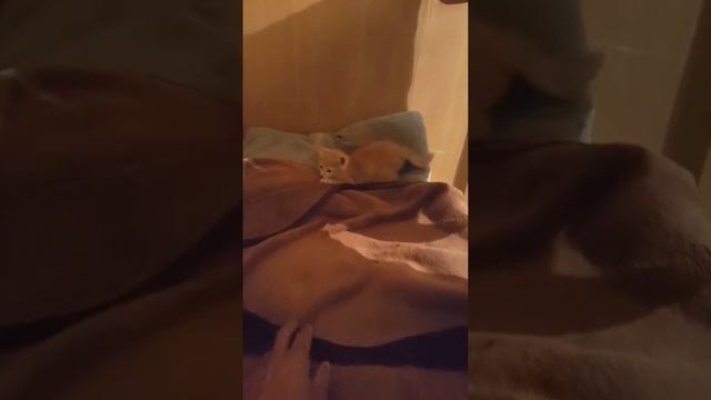 Кошка очень умная смотреть онлайн