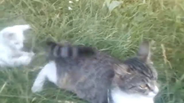 Наш котенок играет с хвостом мамы! смотреть онлайн