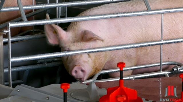 Evoteck - Ampliamento scrofaia - Pig farm expansion - Новые корпуса ожидания и опороса (репродуктор смотреть онлайн