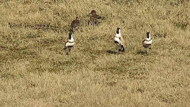 Ball dance: River lapwing courtship, Corbett Tiger Reserve, Feb 2020 смотреть онлайн