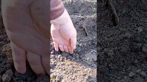 Нарезка грядок бензиновым мини культиватором Хопер МК 52